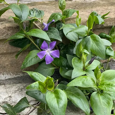 Lejlighed La Stuga, Cocooning Au Coeur Des Volcans Ludesse