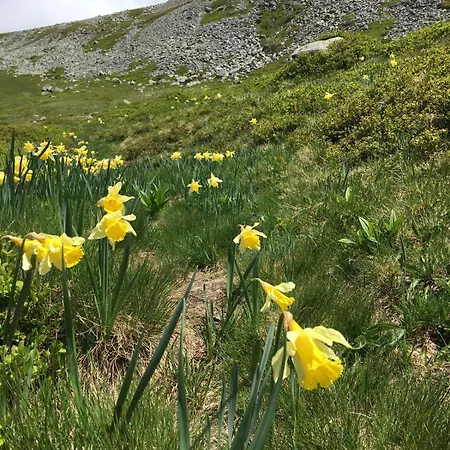 La Stuga, Cocooning Au Coeur Des Volcans Lejlighed *